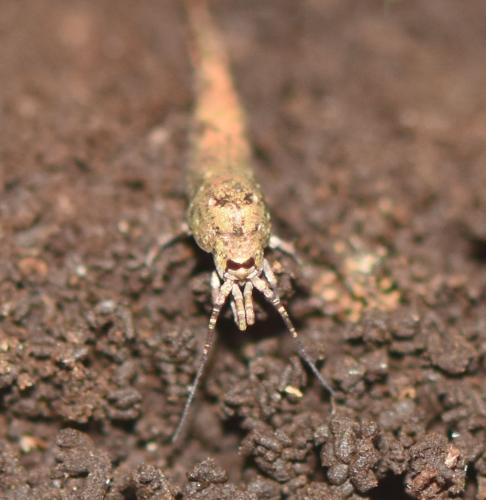 Dilta sp.